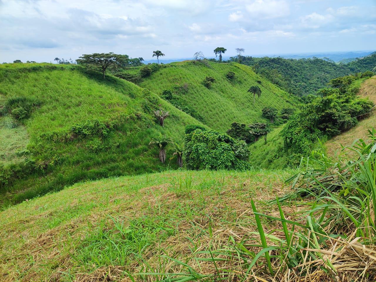 Paisaje verde con colinas